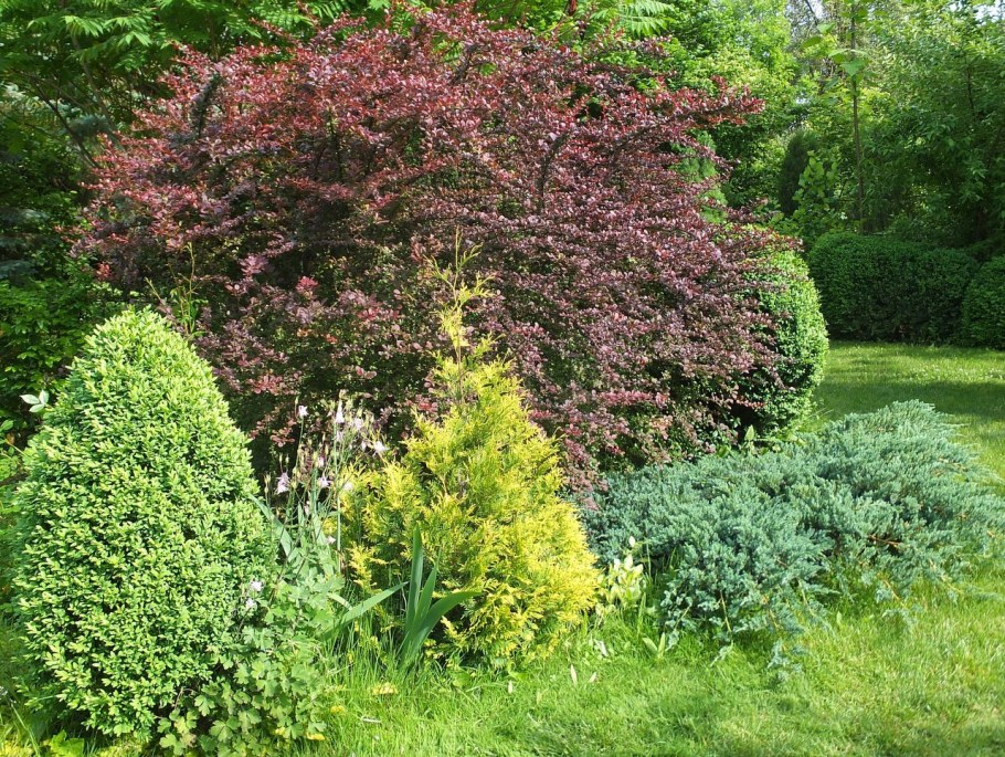 Барбарис Тунберга оттавский Суперба