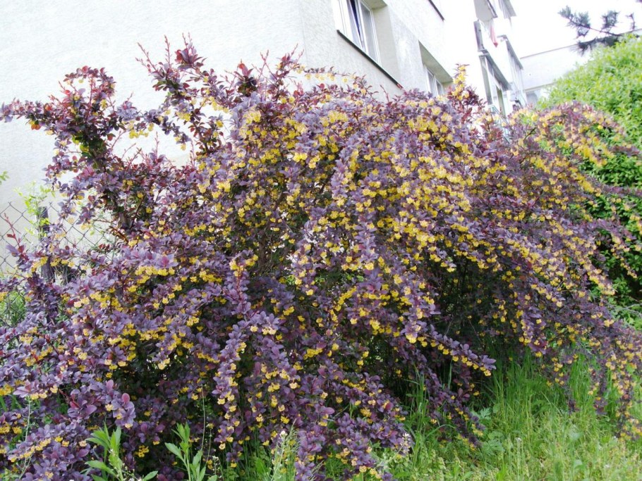 Барбарис оттавский Аурикома