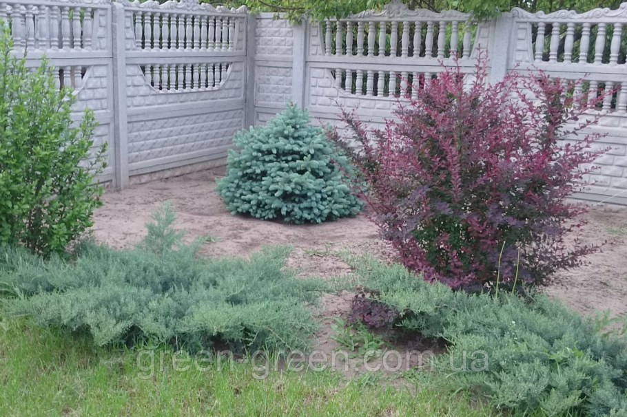 Барбарис оттавский Сильвер Майлс