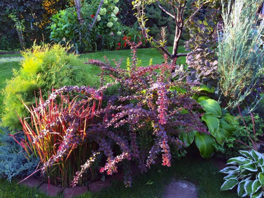 Барбарис Тунберга и спирея