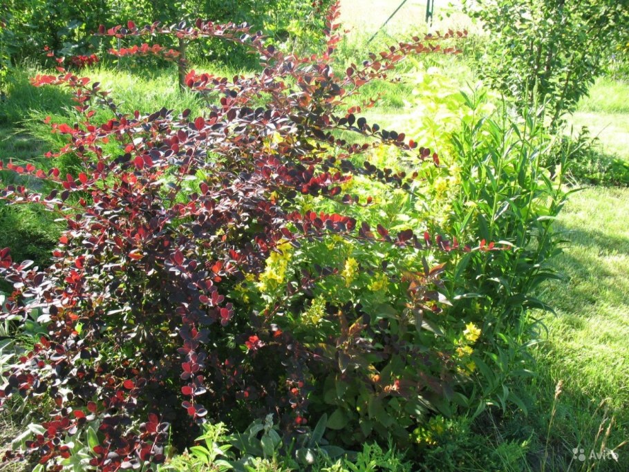 Барбарис Тунберга Арлекин