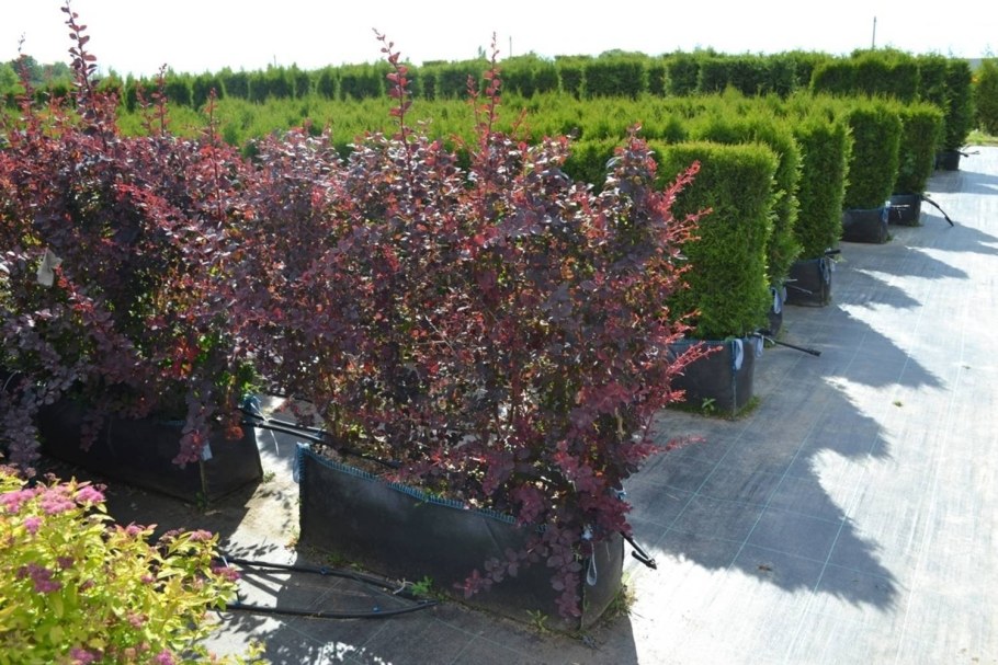 Барбарис оттавский superba