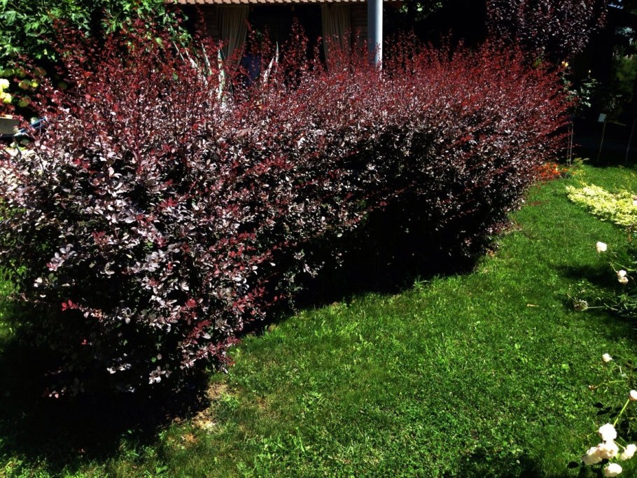 Барбарис Атропурпуреа изгородь