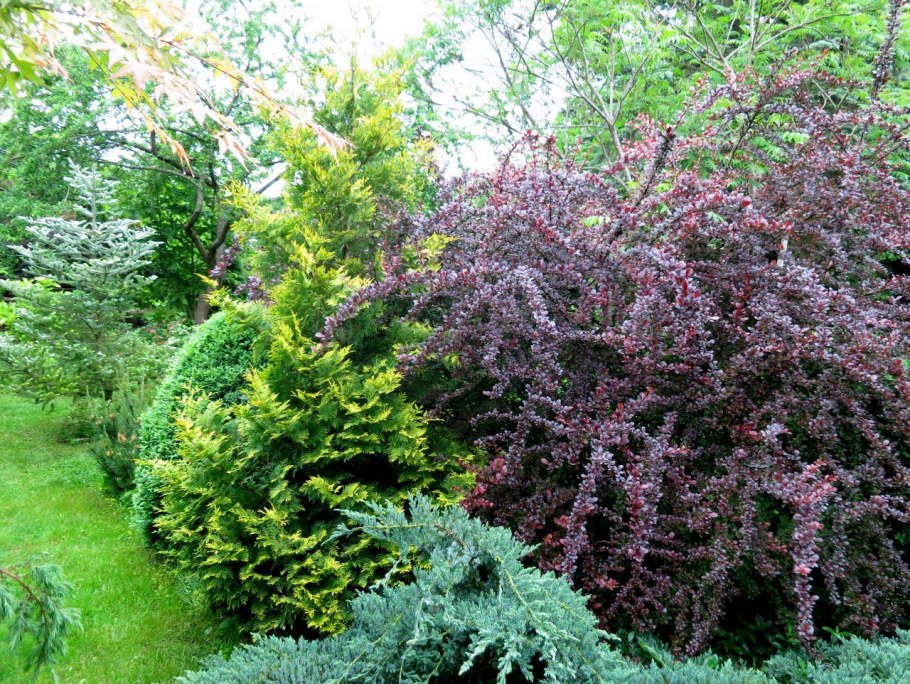 Барбарис оттавский auricoma