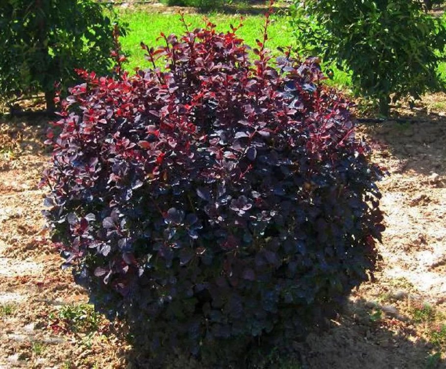 Барбарис оттавский Аурикома