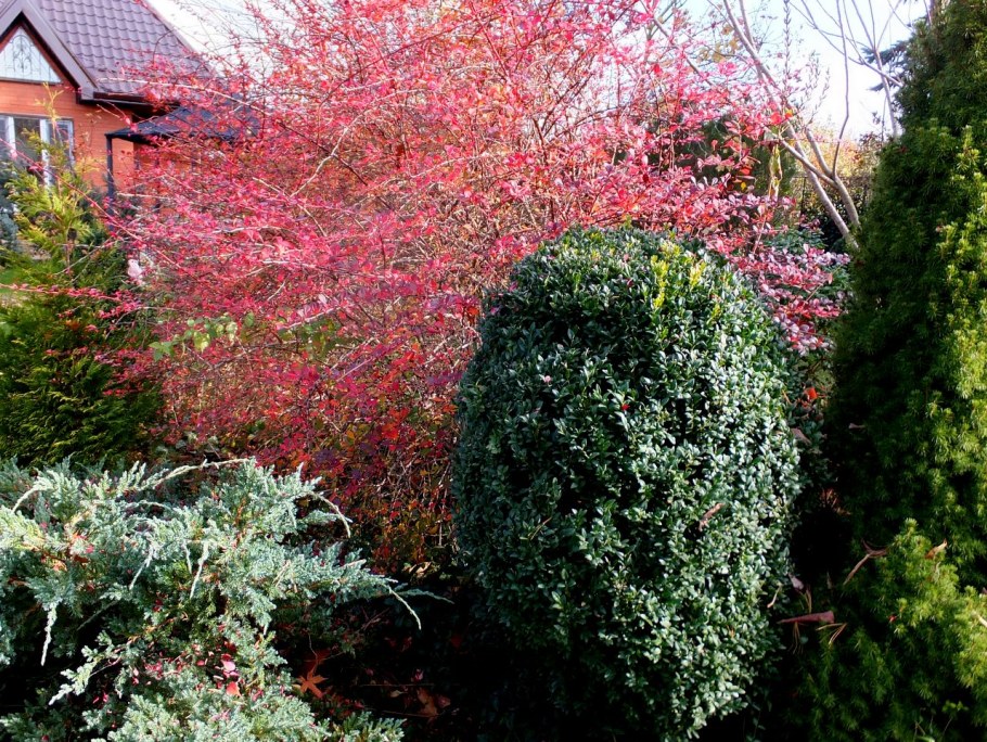 Барбарис оттавский Суперба