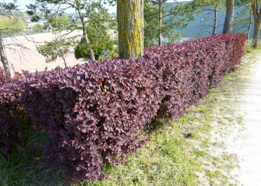 Барбарис оттавский superba