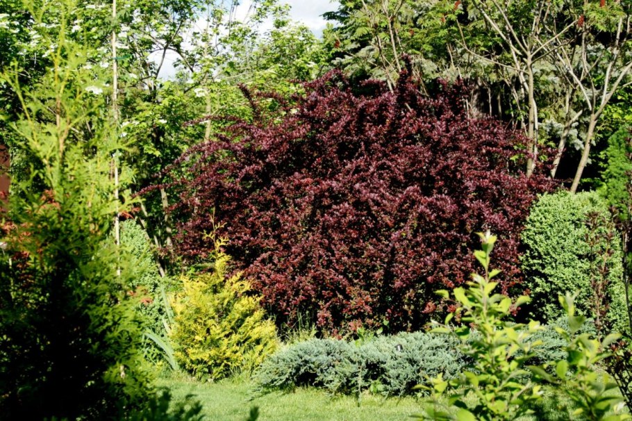 Барбарис обыкновенный оттавский Суперба