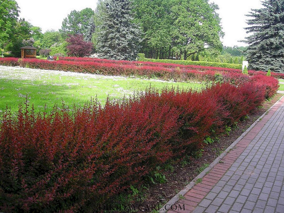 Барбарис Тунберга Атропурпуреа