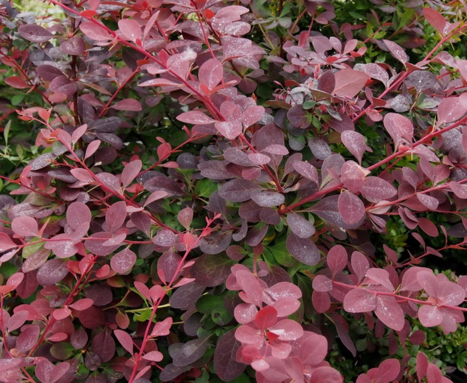 Барбарис оттавский "auricoma" (Аурикома)