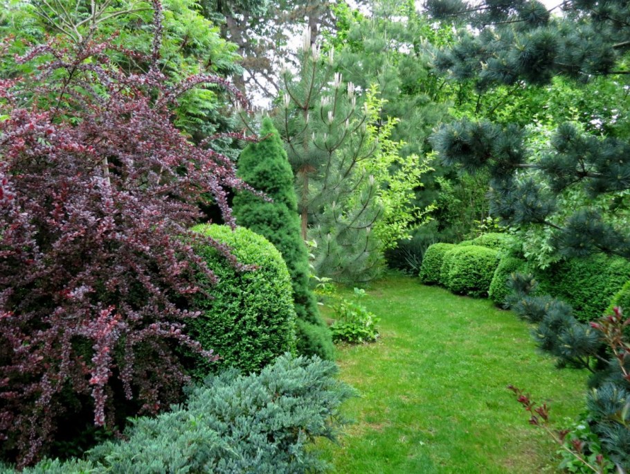 Барбарис оттавский Суперба