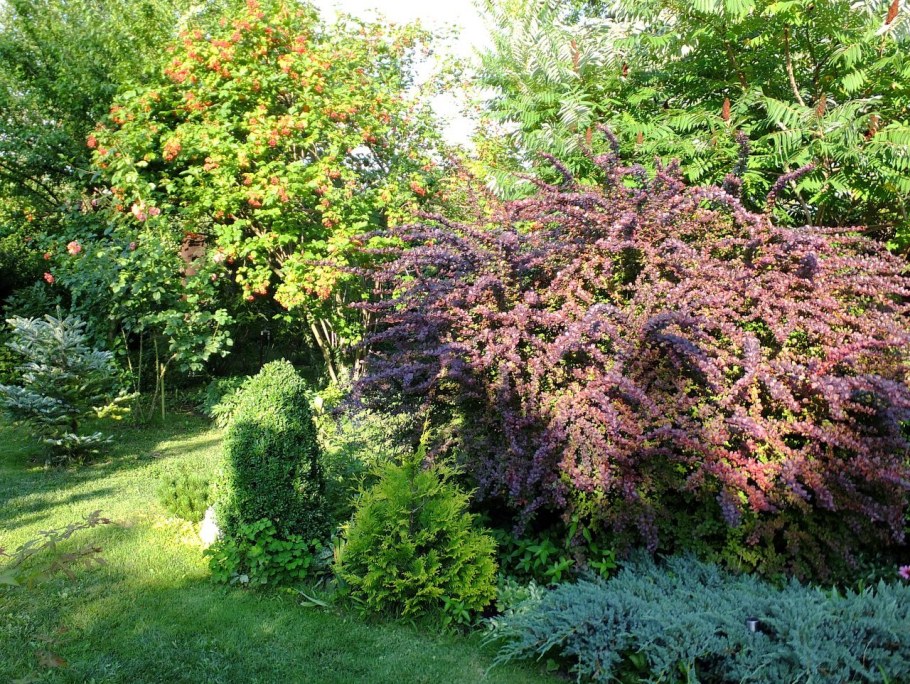 Berberis ottawensis superba Барбарис оттавский Суперба