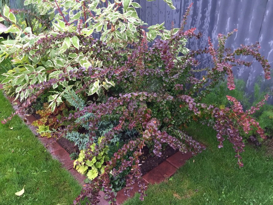 Барбарис Тунберга в ландшафте