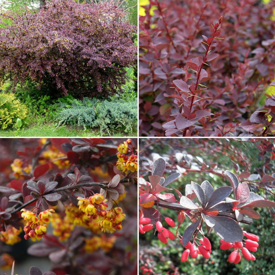 Барбарис оттавский Суперба