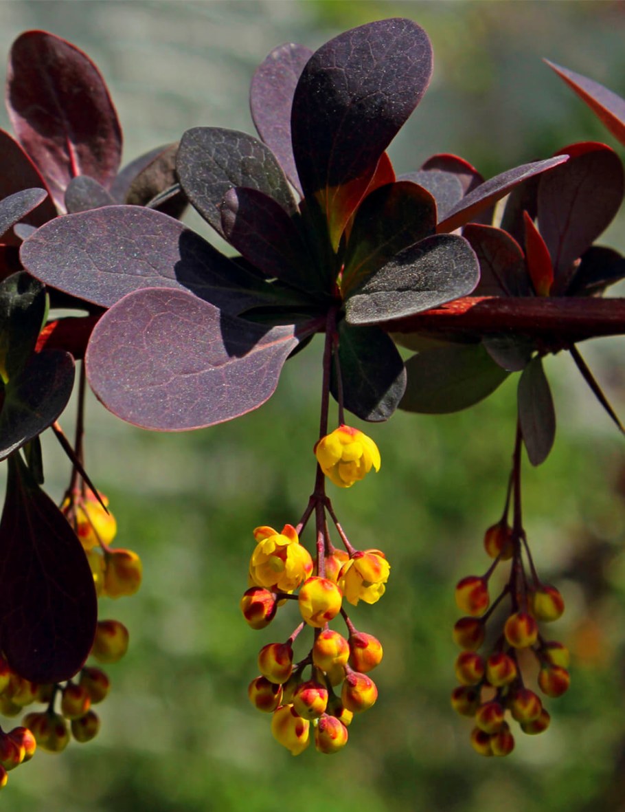 Барбарис оттавский