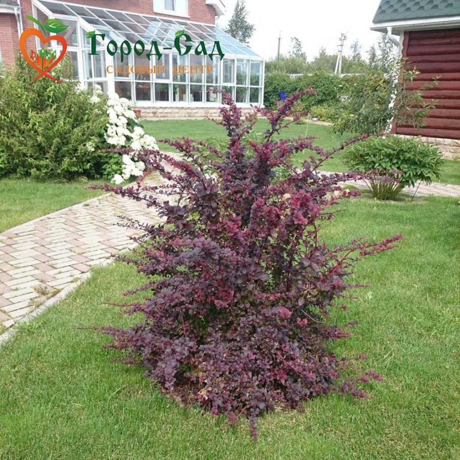 Барбарис Тунберга оттавский