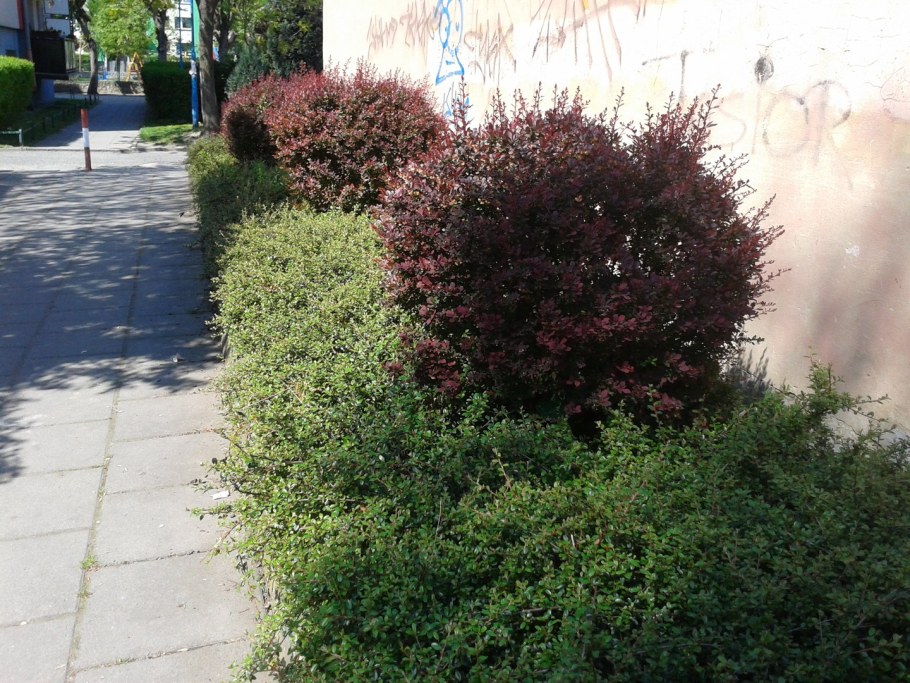 Барбарис Тунберга Атропурпуреа изгородь