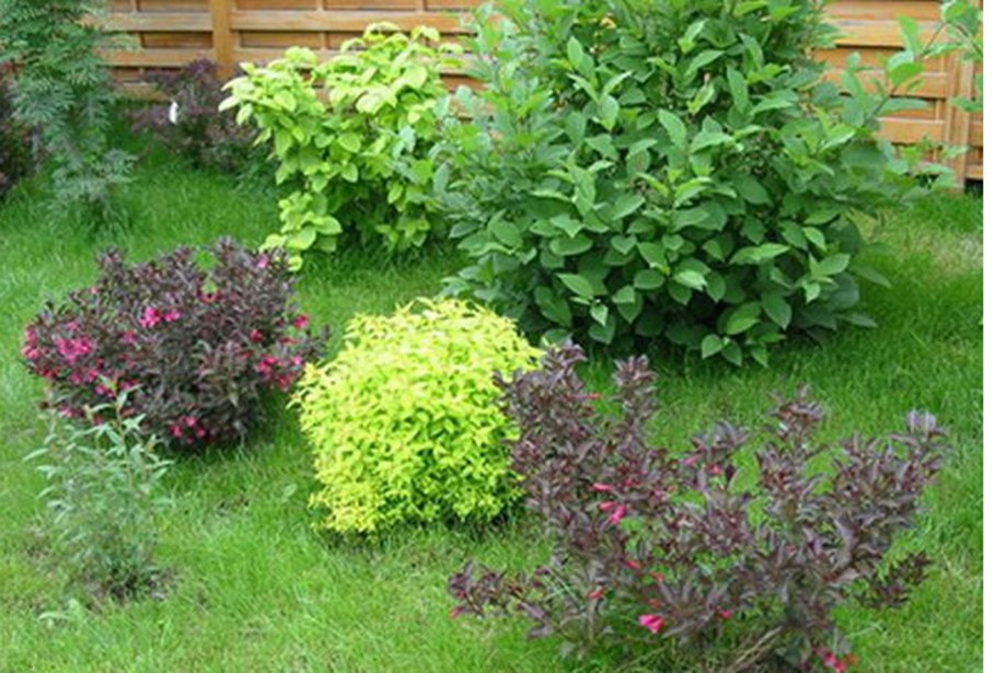 Клумба дерен Барбарис спирея