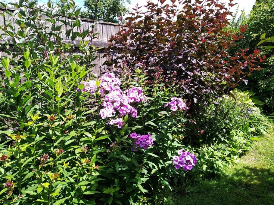 Клумба гортензия, пузыреплодник, Барбарис