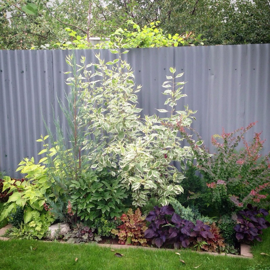 Клумба дерен Барбарис спирея