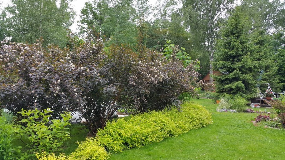 Пузыреплодник калинолистный спирея Барбарис