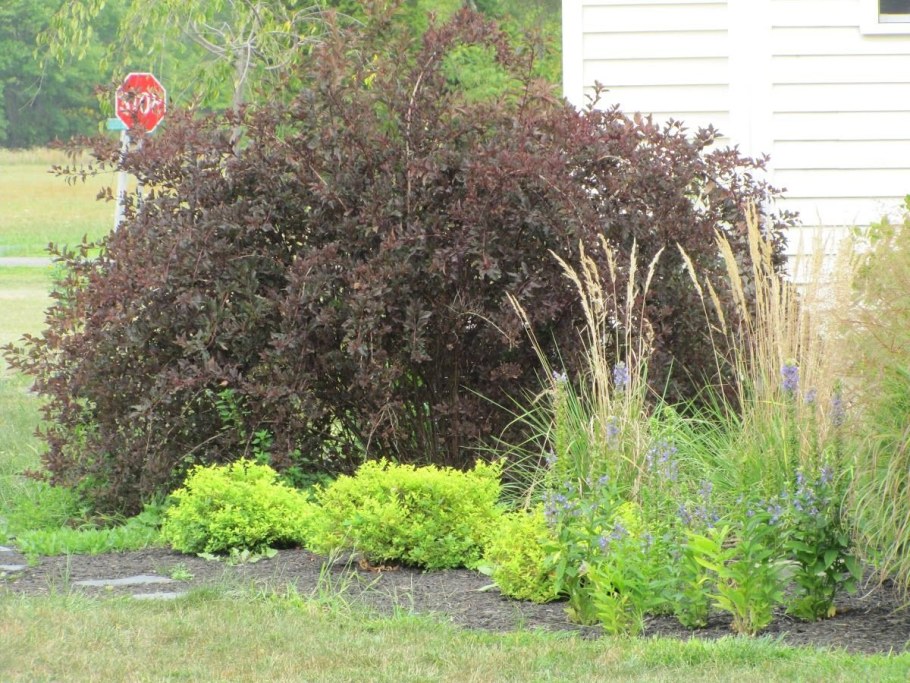 Дерен спирея Барбарис