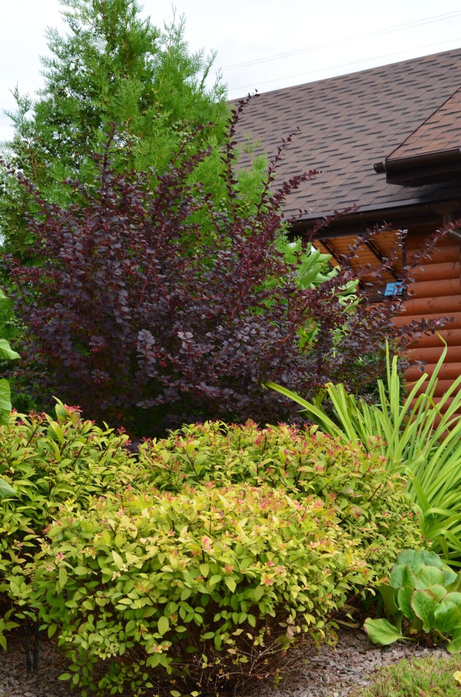 Дерен пузыреплодник Барбарис