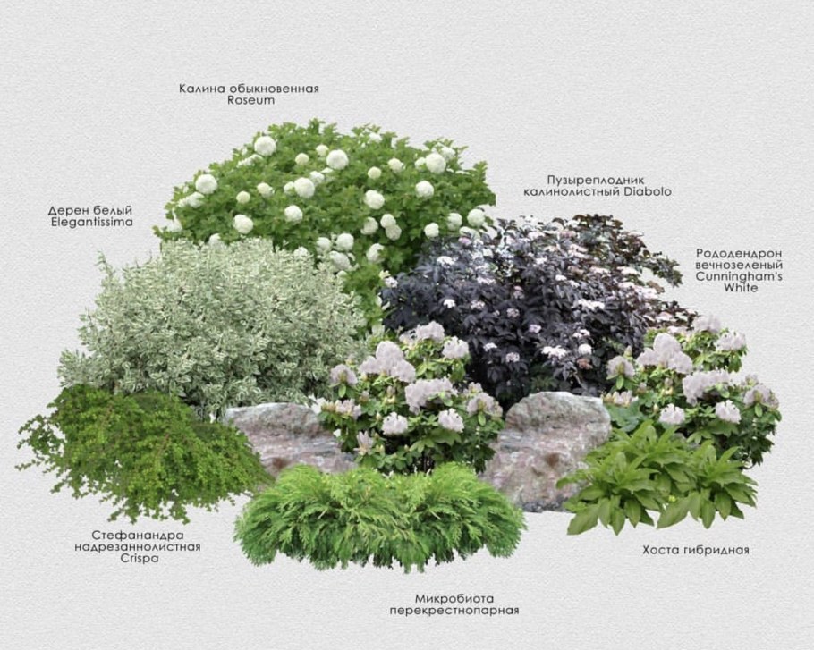 Клумба с дёреном и спиреей