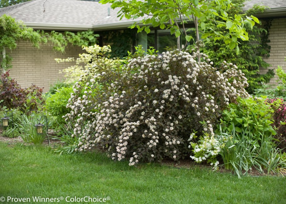 Дерен гортензия чубушник