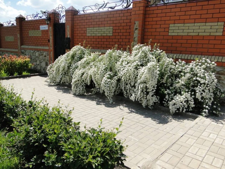 Спирея серая Грефшейм
