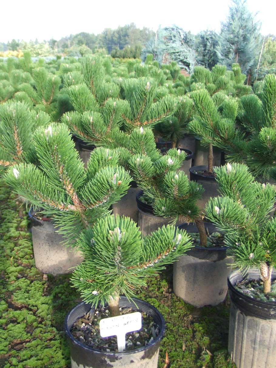 Сосна Горная Oregon Green