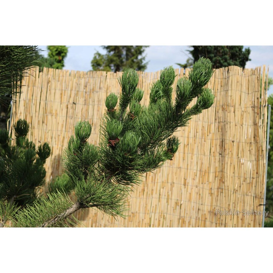 Пинус Нигра Орегон Грин