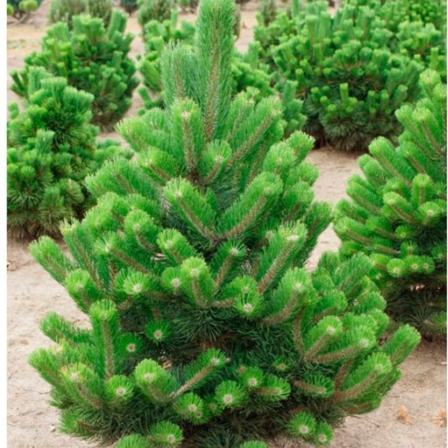 Сосна черная Грин Тауэр