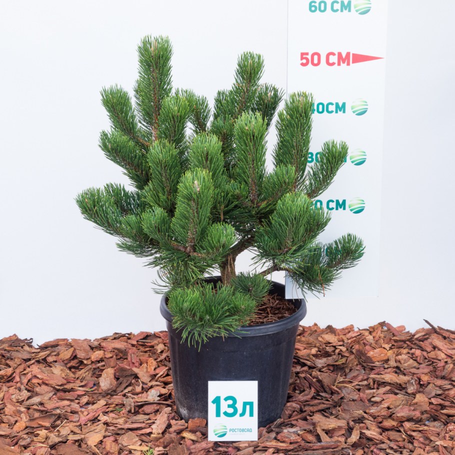 Сосна черная Орегон Грин