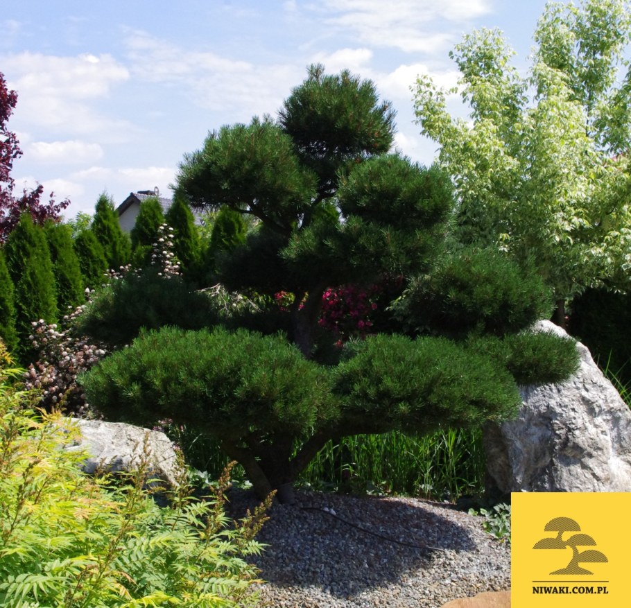Сосна Гном ниваки