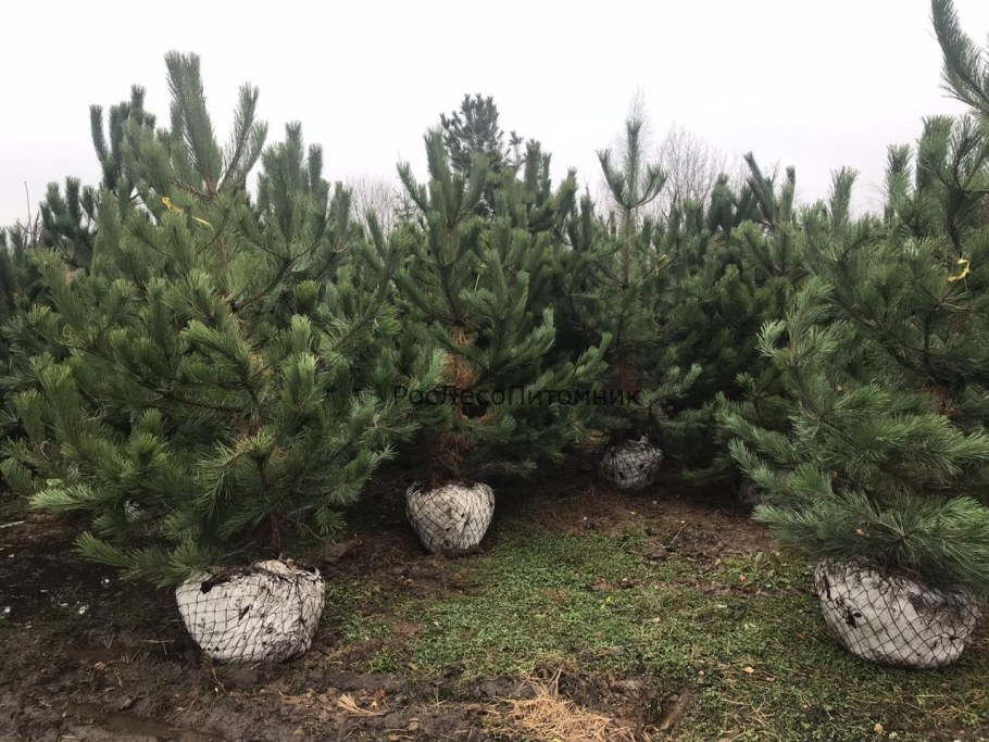 Сосна Горная Орегон Грин