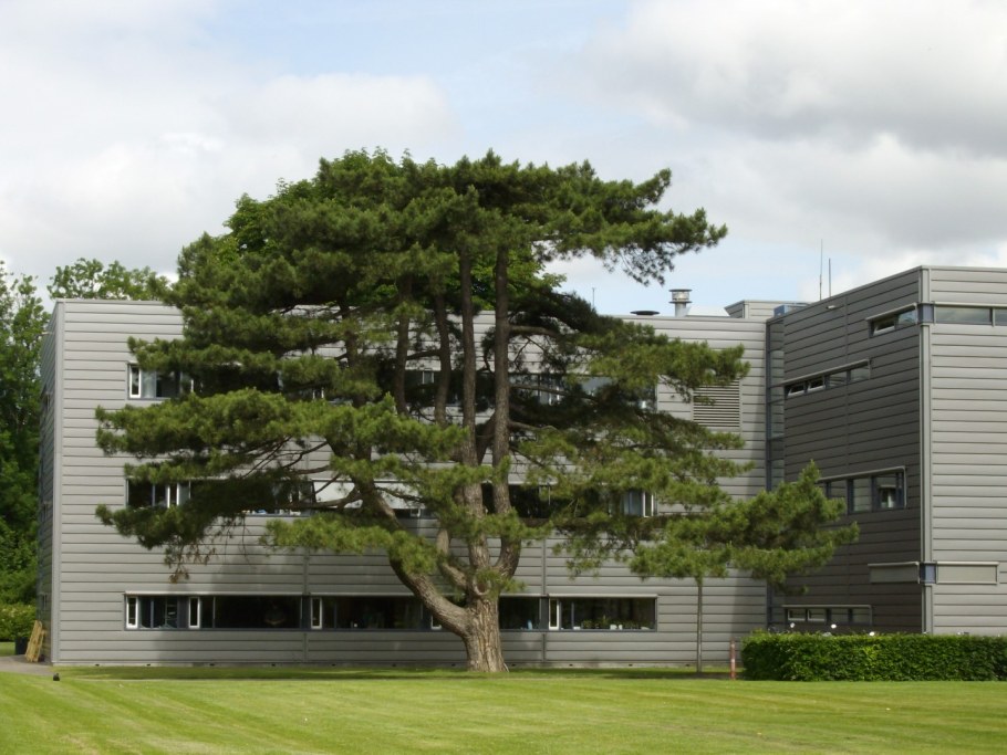 Дерево Pinus nigra