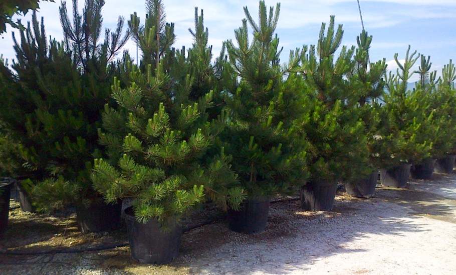 Pinus nigra (сосна чёрная) 'Nana'