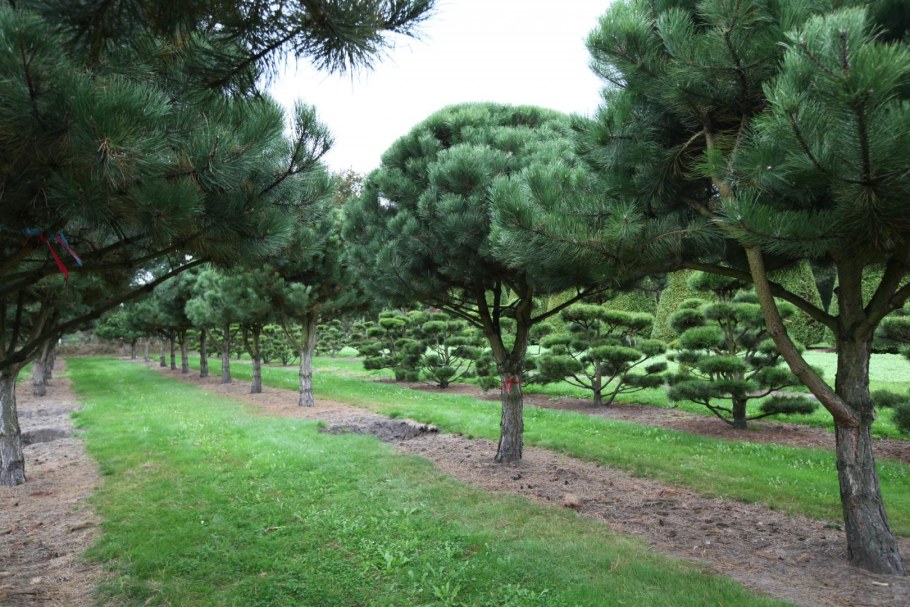 Сосна черная Австрийская (Pinus nigra)