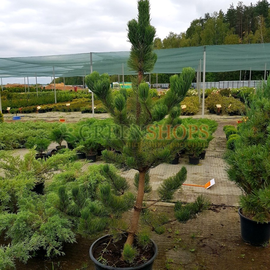Pinus nigra Oregon Green