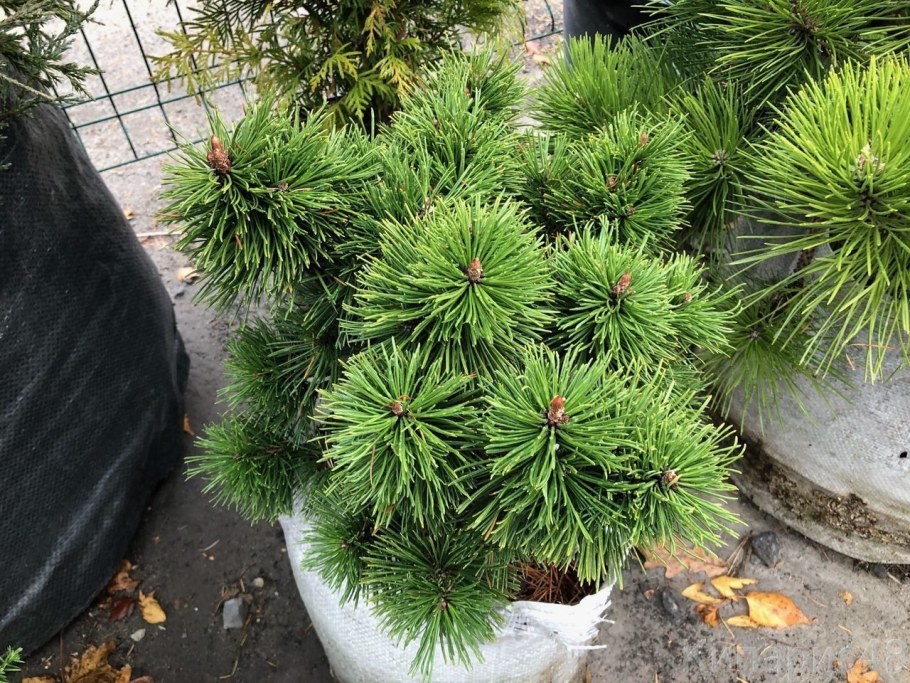 Сосна черная Грин рокет