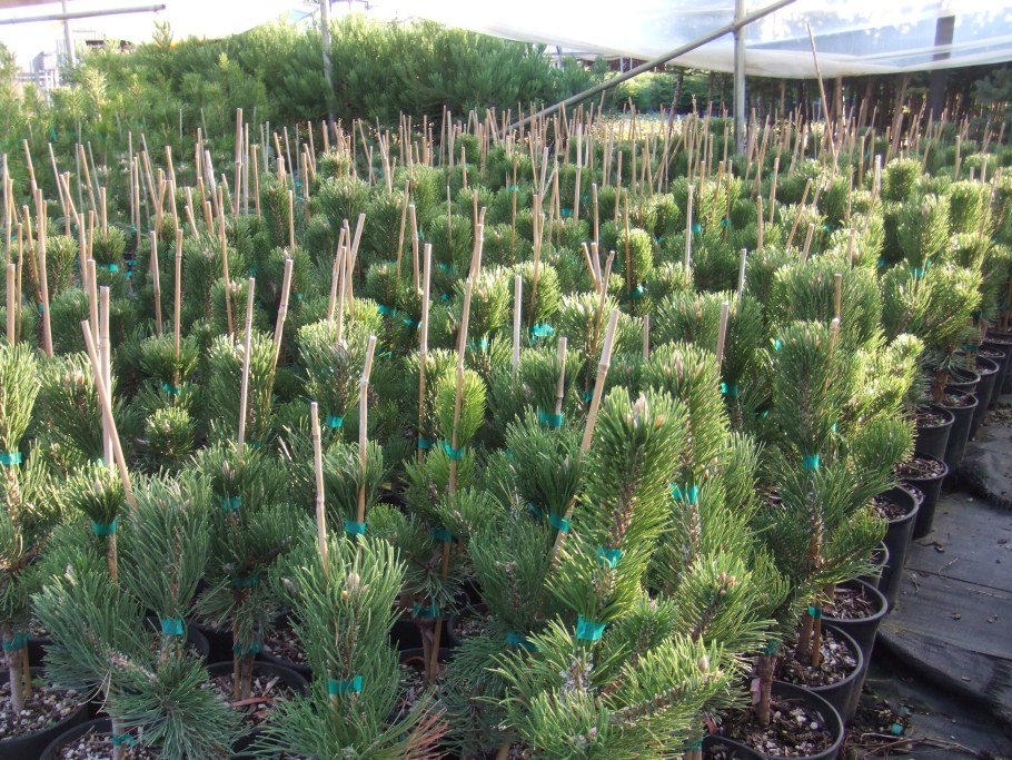 Сосна Горная Орегон Грин