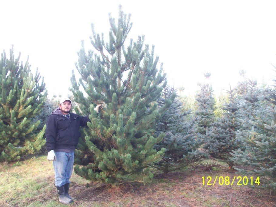 Сосна черная «Орегон Грин» Pinus nigra «Oregon Green»