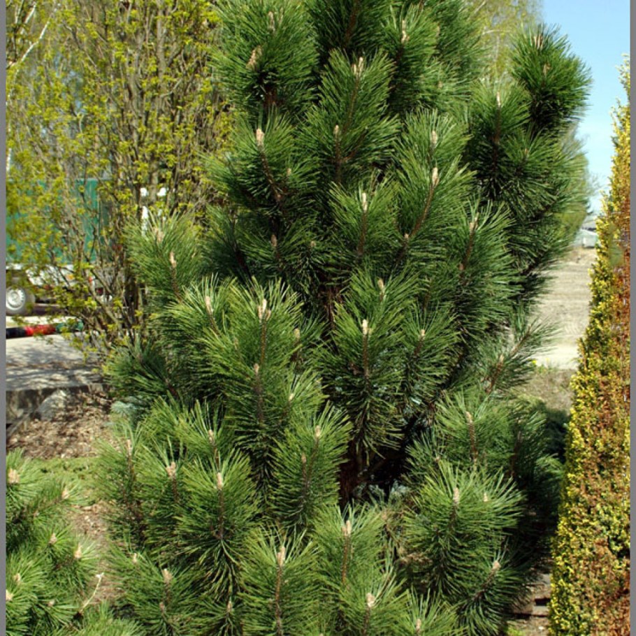 Сосна Грин рокет