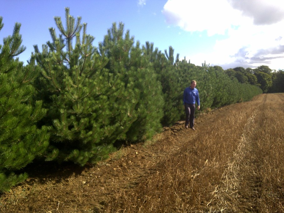 Сосна Горная Орегон Грин