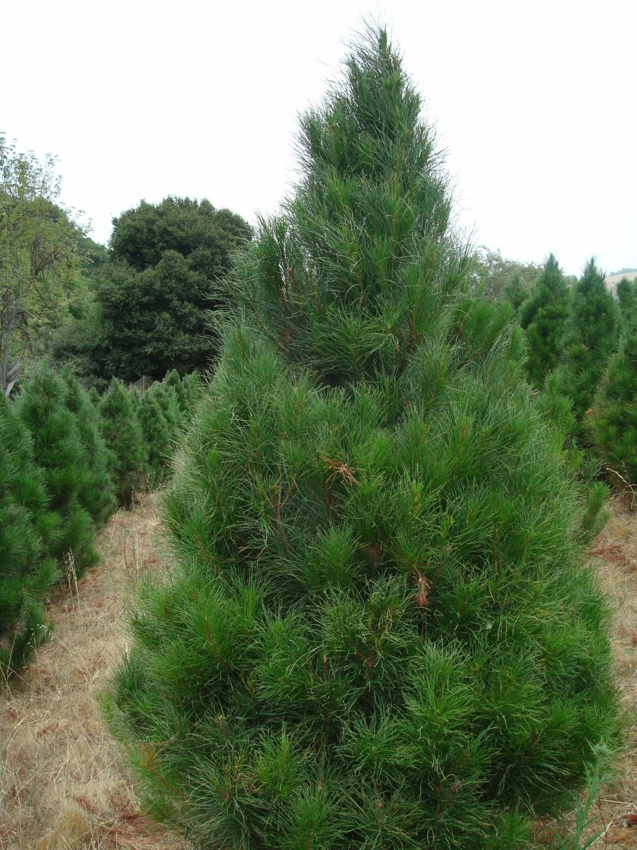 Сосна черная Фастигиата