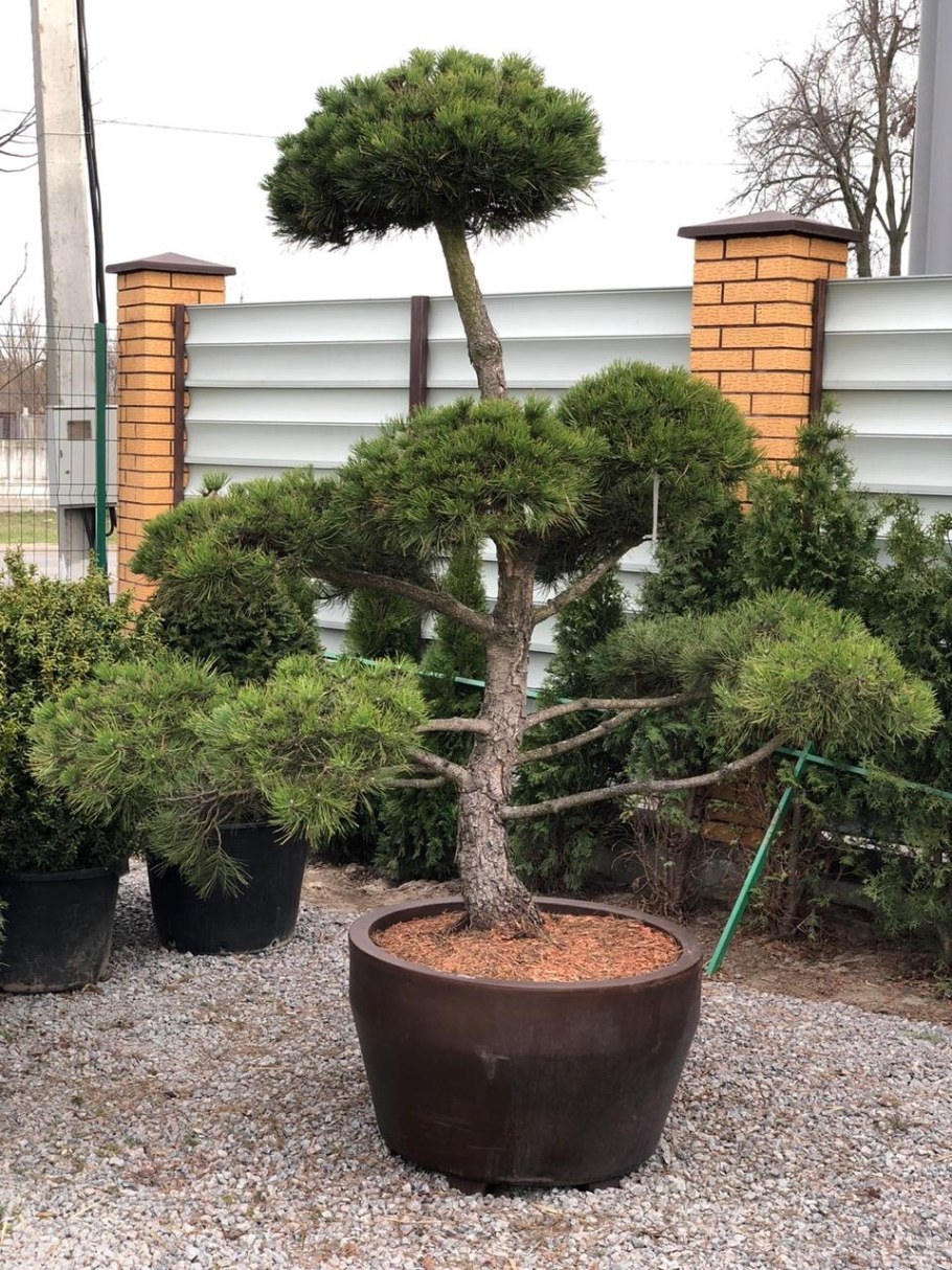 Сосна черная Австрийская бонсай