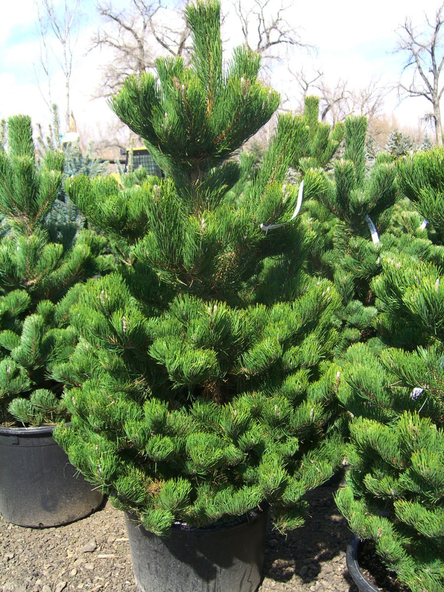 Сосна черная Oregon Green