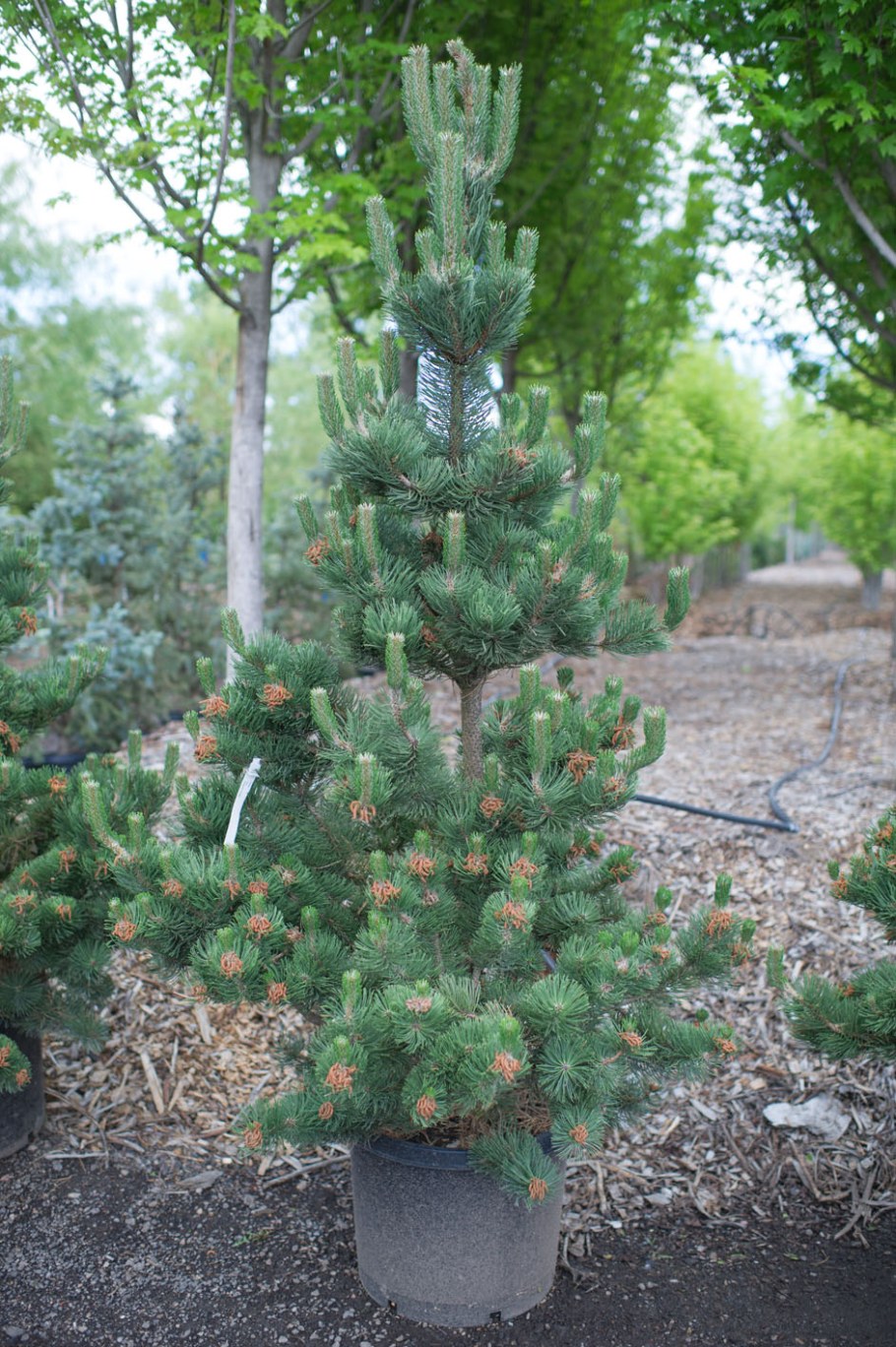 Сосна черная Oregon Green