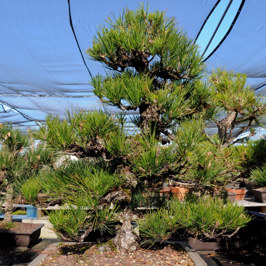 Pinus nigra molette